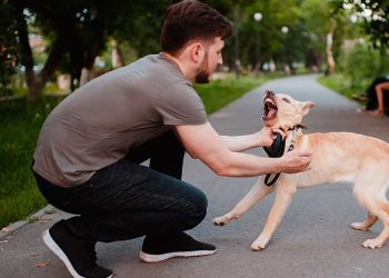 Aumentaron notablemente las agresiones de perros