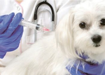 Vacunada contra la rabia 70% de la población de mascotas