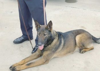 Rescatan a 15 y hasta a un perro de una casa de cautiverio