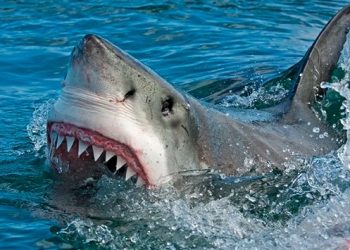 Muere turista tras ataque de tiburón en Egipto; perdió un brazo y una pierna