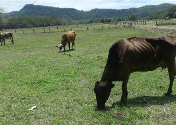 Imploran ganaderos por fuertes lluvias