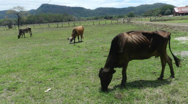 Imploran ganaderos por fuertes lluvias