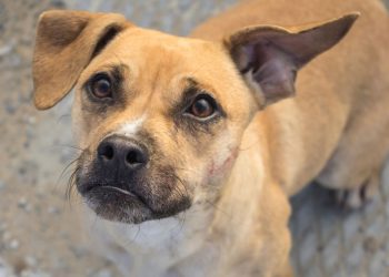 Aumenta adopción y compra de mascotas