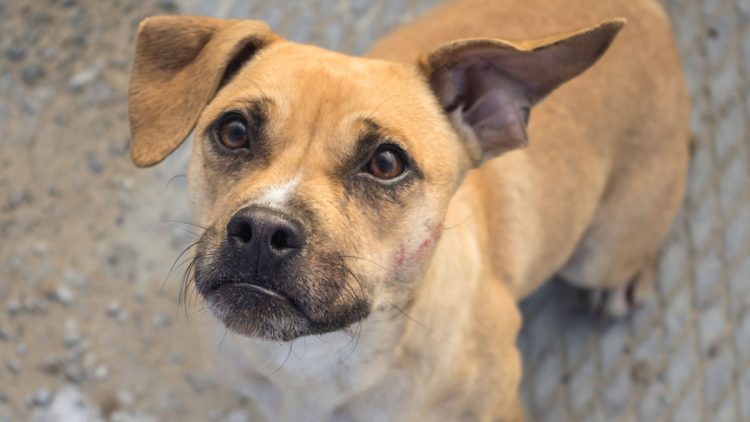 Aumenta adopción y compra de mascotas