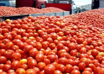 Sube precio del tomate