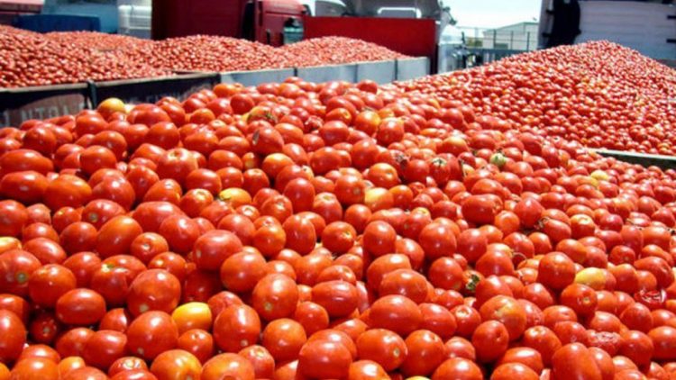 Sube precio del tomate