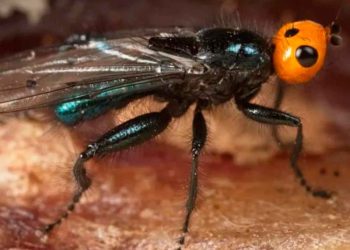 ¡Lo que nos faltaba!; reaparecen moscas carnívoras que se creían extintas hace más de un siglo