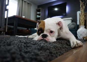 Viruela del mono… CDC recomiendan a infectados alejarse de mascotas