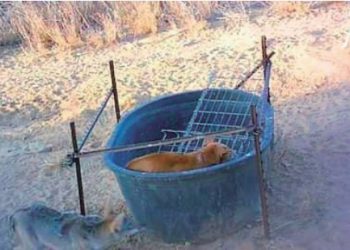 Insólito: perros conviven con coyotes