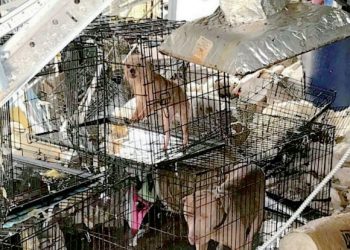 Esclavizaba más de 300 perros