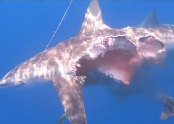 VIDEO | Tiburón «zombie» es captado mientras caza; ¿qué le pasó?