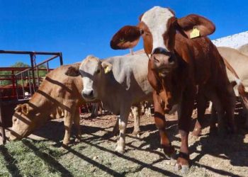 Sequía devastó a la ganadería