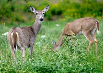 Esperan buena temporada de caza de venado
