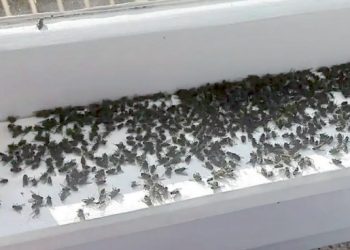 Atacan plagas de moscas y zancudos