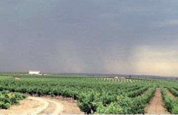 Productores están felices con lluvias que han caído