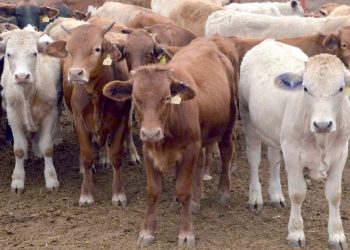 Salvan lluvias venta de ‘kilos baratos’ en sector ganadero