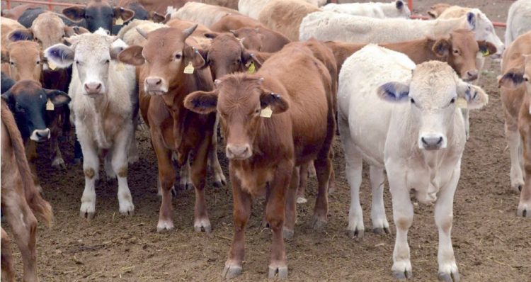 Salvan lluvias venta de ‘kilos baratos’ en sector ganadero