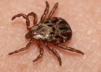 Garrapatas matan a 5 en una semana; mortalidad de 85%: de 21 casos, 18 defunciones