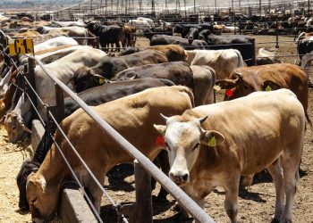 Tardará ganado en recuperarse