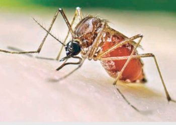 Ubican a mosquitos portadores de encefalitis