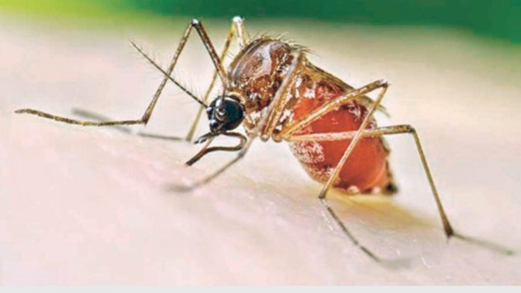 Ubican a mosquitos portadores de encefalitis