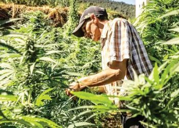 Dan primer paso para despenalizar marihuana