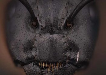 ¿Un personaje de terror? Esta fotografía captó cómo es la verdadera cara de una hormiga