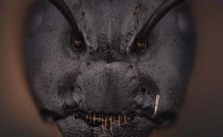 ¿Un personaje de terror? Esta fotografía captó cómo es la verdadera cara de una hormiga