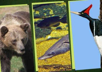 ¿Qué animales están extintos en México?