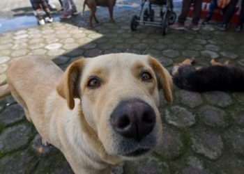 Enevenan a nueve perros con carne de cerdo