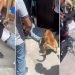 VIDEO | Perro se suma a linchamiento de ladrón