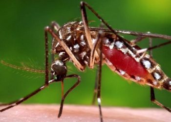 En alerta por virus del Nilo