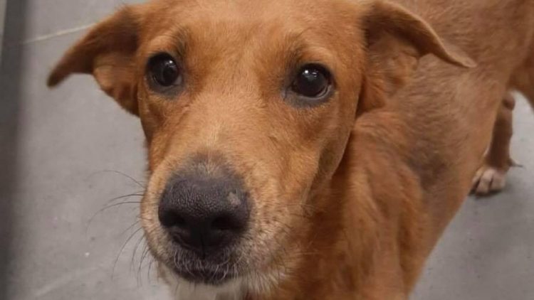 Hacen un donativo a Protectora de Animales