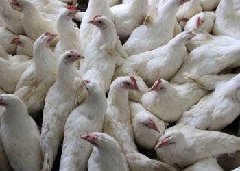 México registra el primer caso de gripe aviar H5N1; fue detectado en Metepec