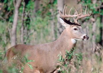 Esperan casi mil 200 turistas cinegéticos en 600 ranchos