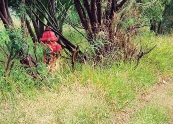 Muere atacada por perros