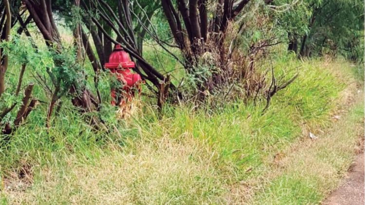 Muere atacada por perros