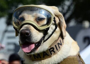 Murió Frida, la perrita que apoyó las labores de rescate tras el 19S