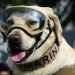 Murió Frida, la perrita que apoyó las labores de rescate tras el 19S
