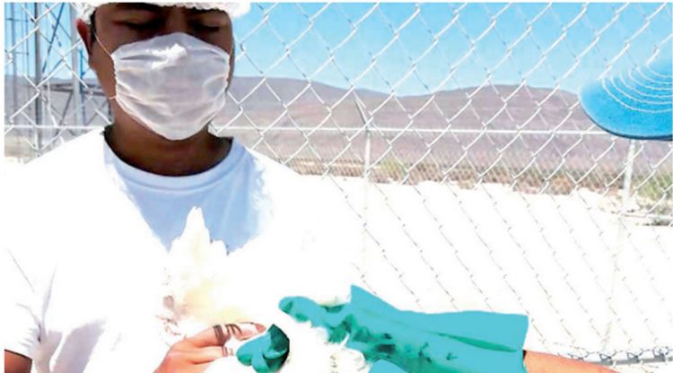 Influenza Aviar de alto contagio llega 9 estados