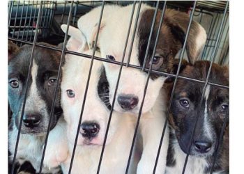 Crisis en los albergues para animales; están sobresaturados