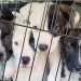 Crisis en los albergues para animales; están sobresaturados