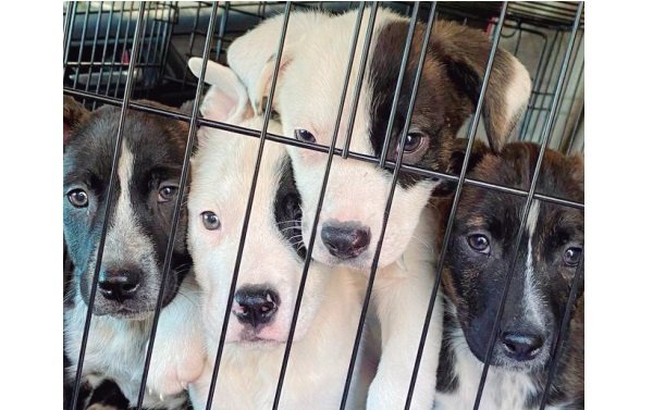 Crisis en los albergues para animales; están sobresaturados