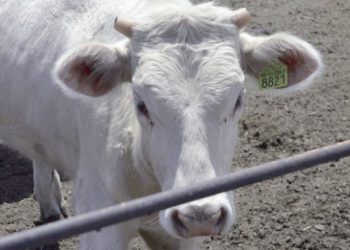 Eleva EU oferta de compra de ganado por déficit en producción