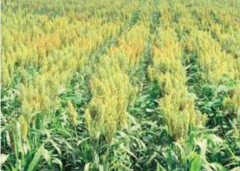 Lluvias podrían generar buenas cosechas