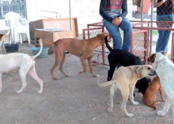 Integran grupo para atender denuncias de rescate de animales