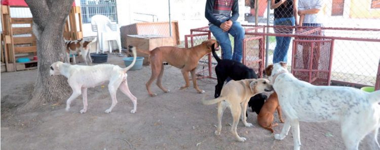 Integran grupo para atender denuncias de rescate de animales