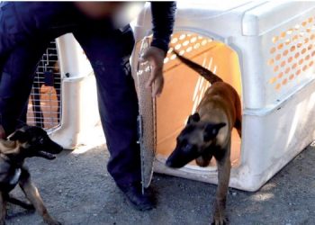 Guardia Estatal entrena a futuros integrantes de la Unidad Canina