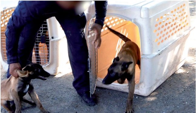 Guardia Estatal entrena a futuros integrantes de la Unidad Canina