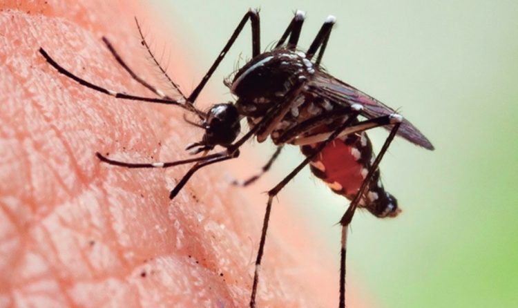 Brote de encefalitis está matando a los caballos